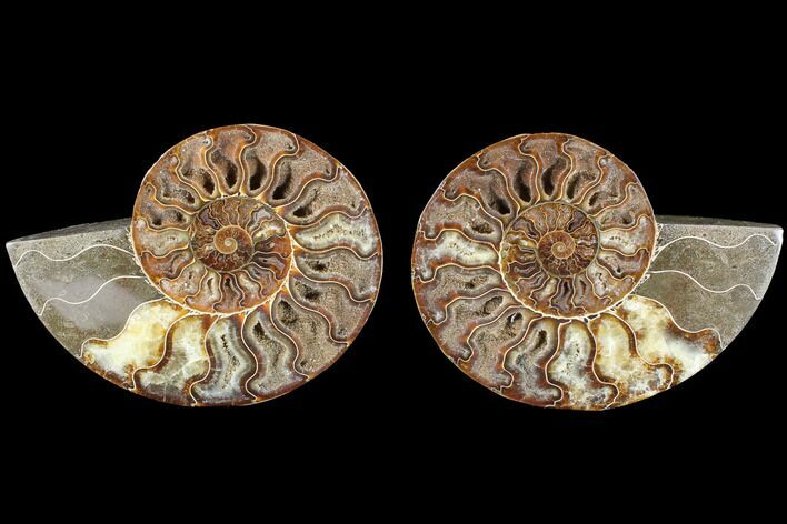 Cut & Polished Ammonite Fossil - Agatized #88445